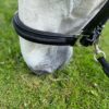 Privilège – Licol Canter – Mylord Glitter