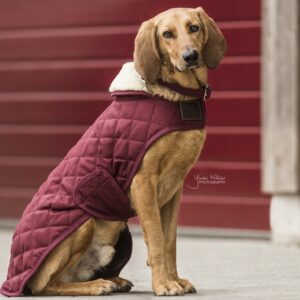 Kentucky – Manteau pour chien original