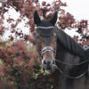 Kentucky – Bonnet wellington sparkling