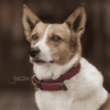 Kentucky – Collier pour chien en nylon tressé