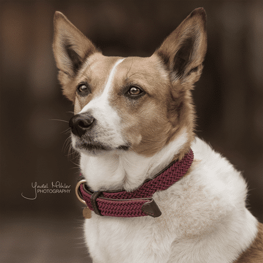 Kentucky – Collier pour chien en nylon tressé
