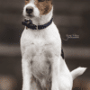 Kentucky – Collier pour chien en nylon tressé