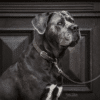 Kentucky – Collier pour chien en nylon tressé