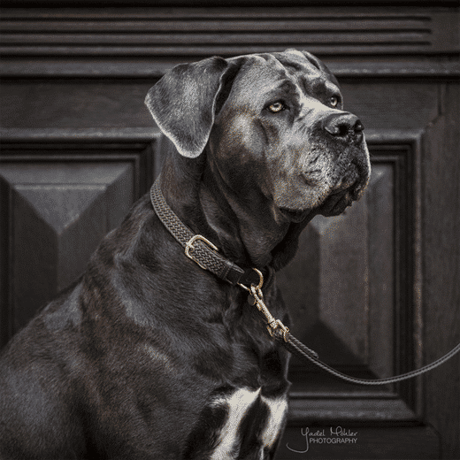 Kentucky – Collier pour chien en nylon tressé