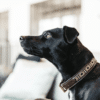 Kentucky – Collier pour chien avec perles