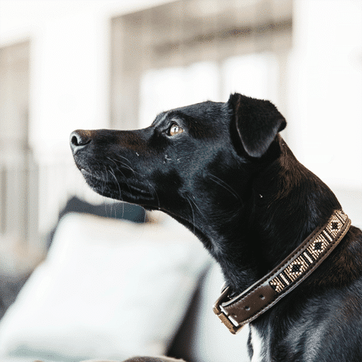 Kentucky – Collier pour chien avec perles
