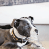 Kentucky – Collier pour chien avec perles