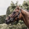 Kentucky – Licol en nylon tressé