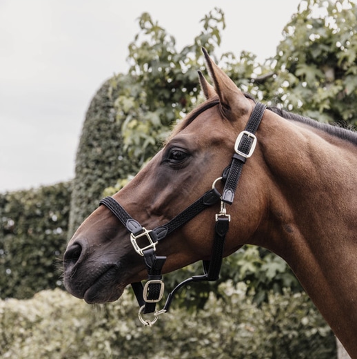 Kentucky – Licol en nylon tressé