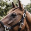 Kentucky – Licol en nylon tressé