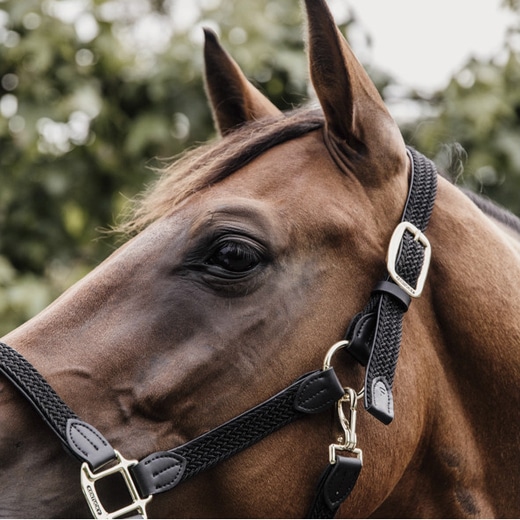 Kentucky – Licol en nylon tressé