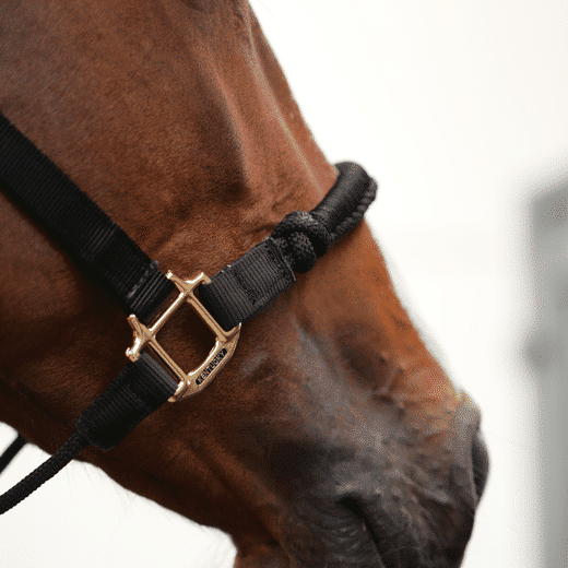 Kentucky – Licol de contrôle noir