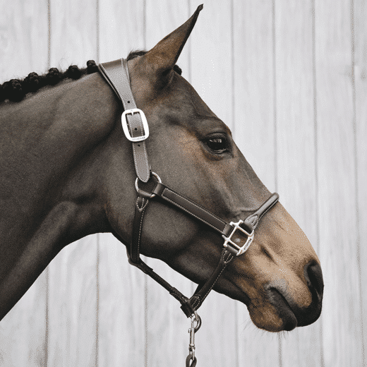 Kentucky – Licol anatomique en cuir