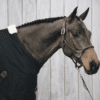 Kentucky – Licol anatomique en cuir
