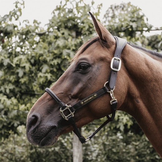 Kentucky – Licol anatomique en cuir