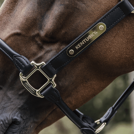 Kentucky – Licol anatomique en cuir