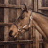 Kentucky – Licol en cuir Rope