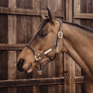Kentucky – Licol en cuir Rope