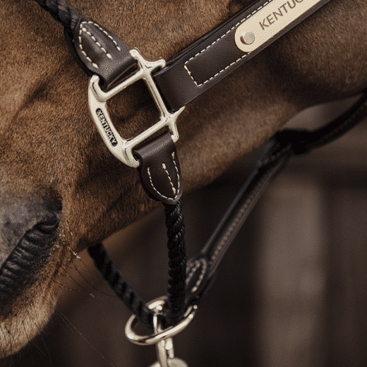 Kentucky – Licol en cuir Rope