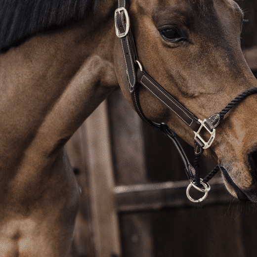 Kentucky – Licol en cuir Rope