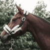 Kentucky – Licol en nylon / mouton