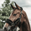 Kentucky – Licol en nylon / mouton
