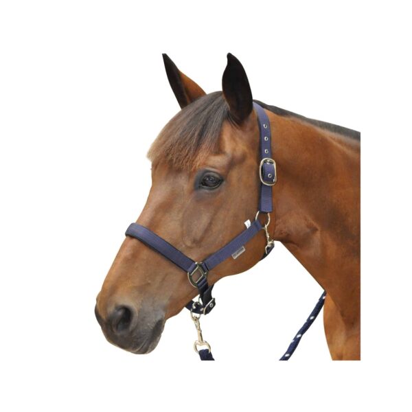 Privilège équitation – Licol