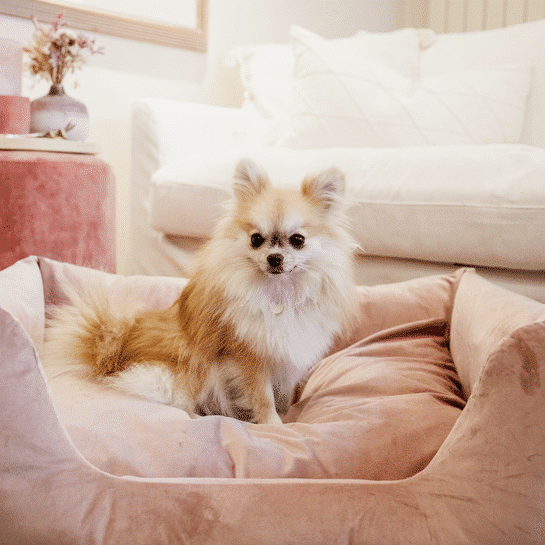 Kentucky – Lit pour chien