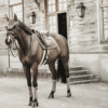 Kentucky – Tapis de selle velvet jumping