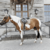 Kentucky – Tapis de selle velvet jumping